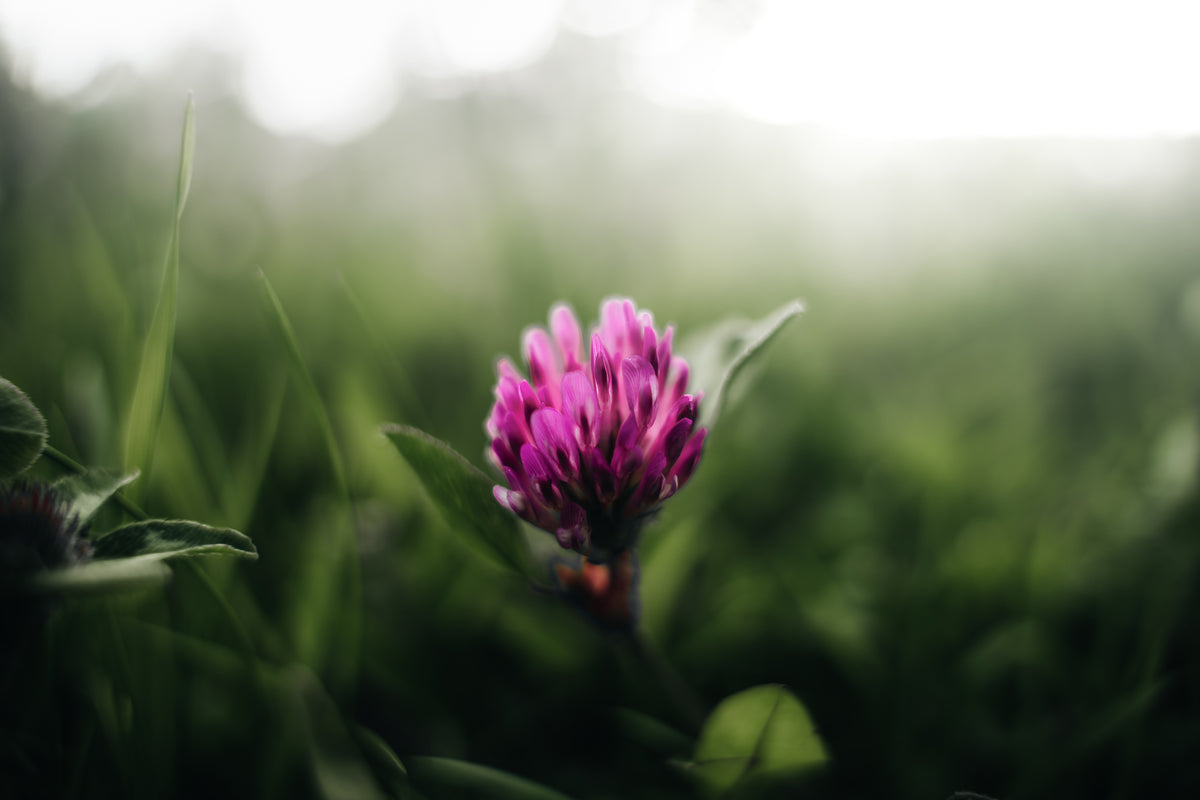 Acetyl Tetrapeptide-3 and Red Clover Flower Extract