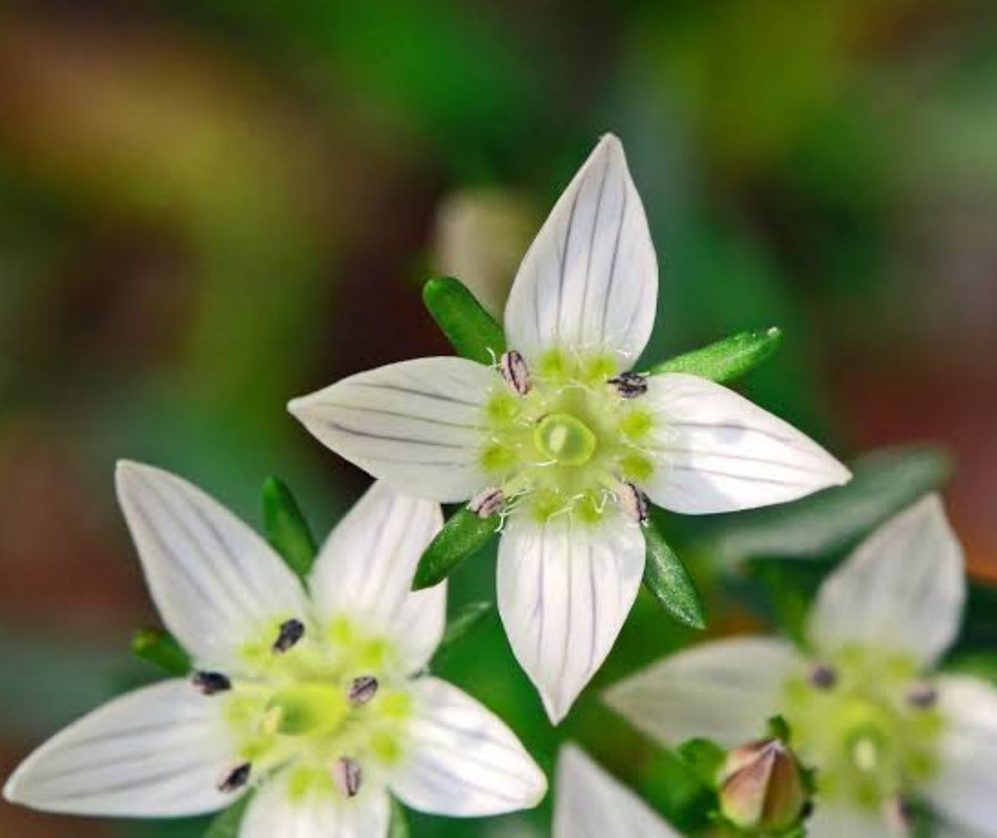 Swertia Japonica Extract